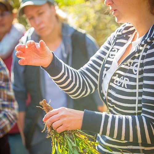 lencses-rita-gyogynovenyura-01