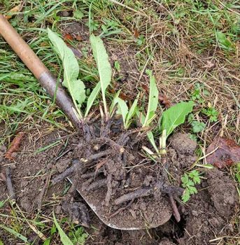 lencses-rita-gyogynovenyura-10